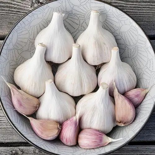 Garlic - Bulbs