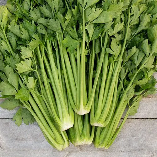 Celery and Fennel