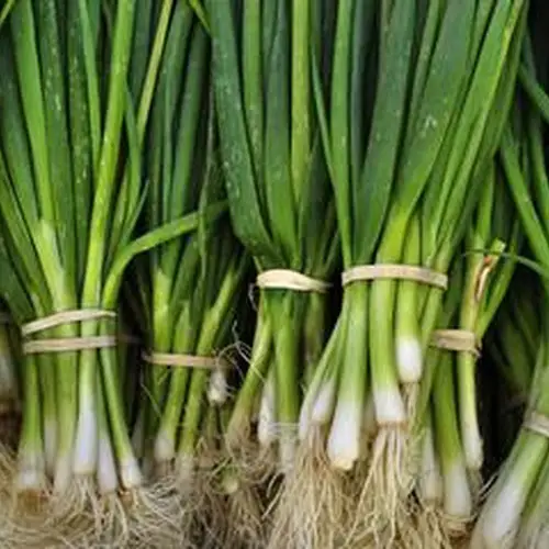 Scallions - Green