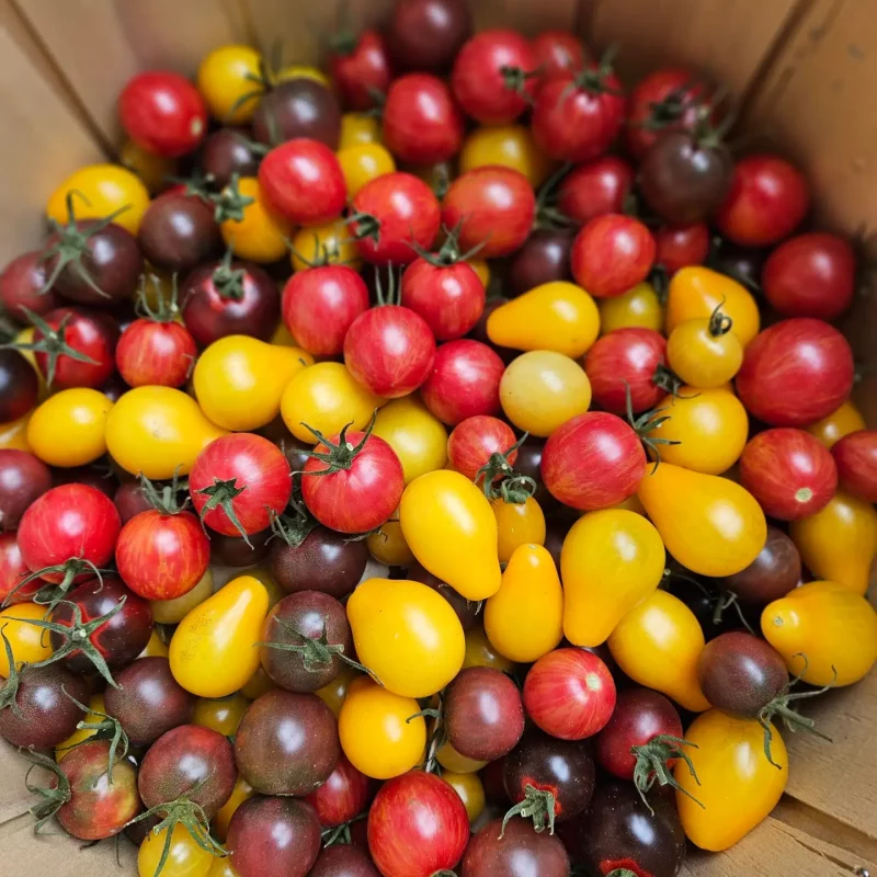Cherry Tomato Mix
