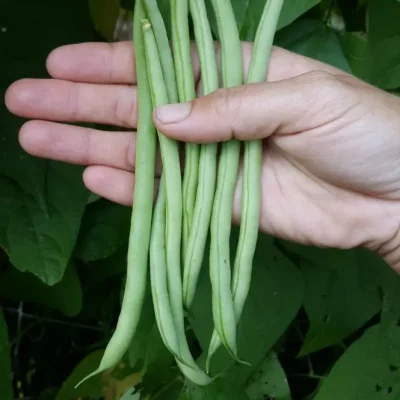 Green Beans