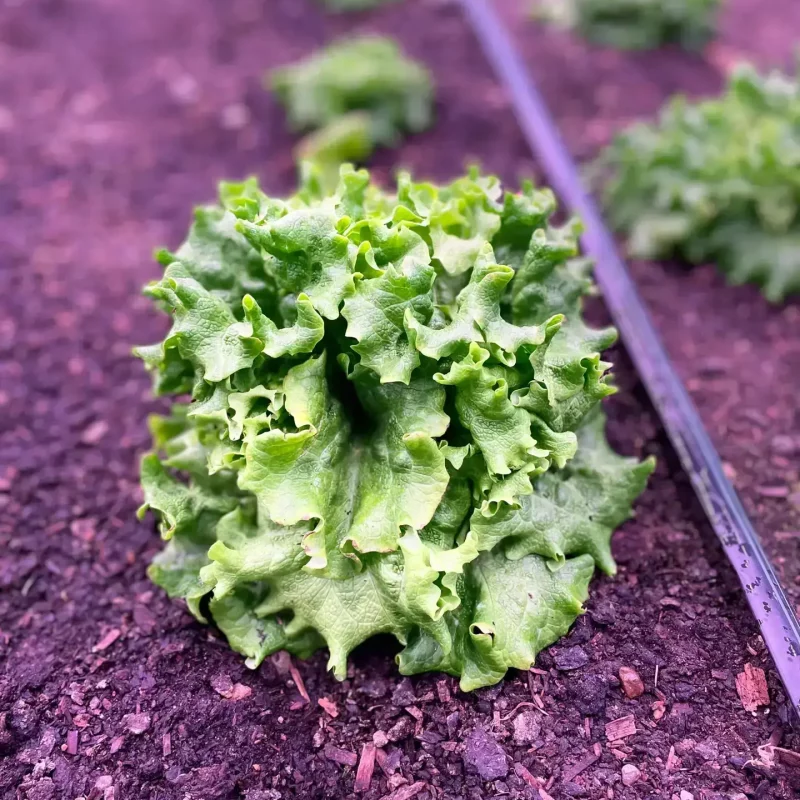 Looseleaf Lettuce