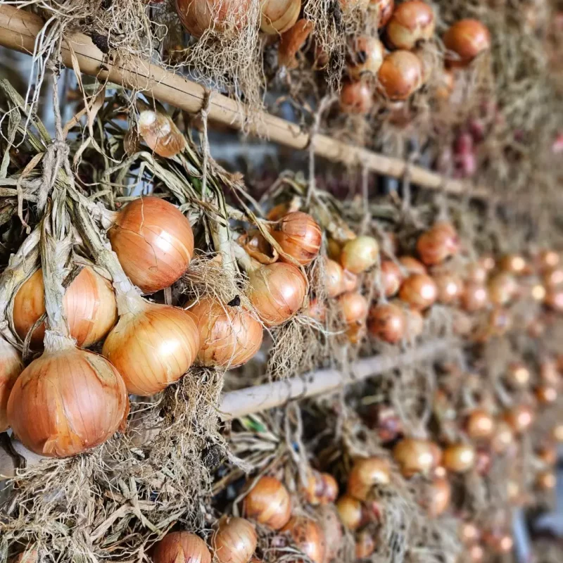 Valencia curing sideview