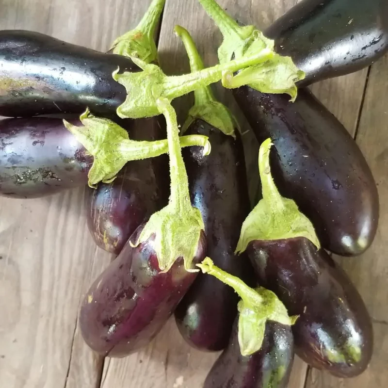 Eggplant